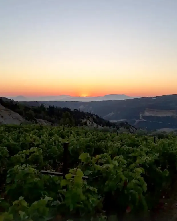 Prosilio 4 Prosilio Vineyard