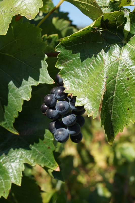 wine trade international samartis 05