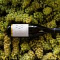 Assyrtiko Beyond Santorini: One Grape, Four Very Different Greek Terroirs